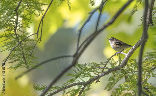 Myrtle warbler perched in a cypress tree. photo