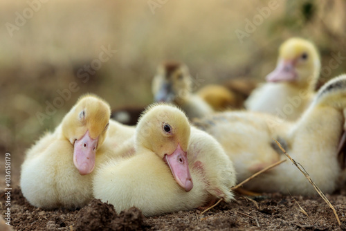 Small Yellow Ducklings Cuddling Sleepily Together