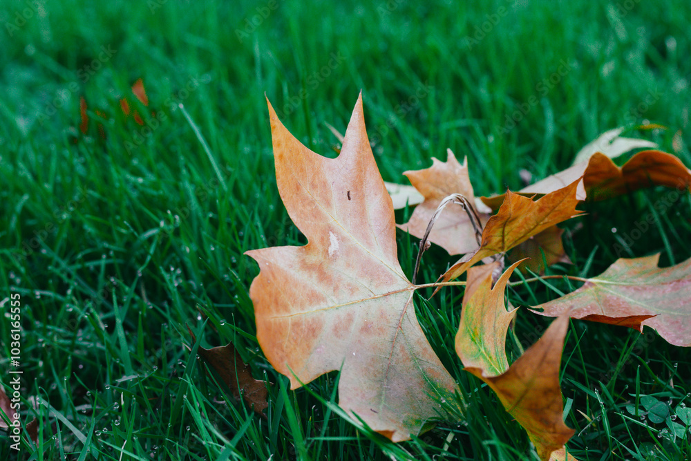 Dry fallen brown maple leaves lying on fresh green grass in autumnal garden, park. Fall season nature. Dry leaf lie on a ground. Autumnal landscape. Dry fallen brown maple leaves lying on fresh green grass in autumnal garden, park. Fall season nature. Dry leaf lie on a ground. Autumnal landscape.