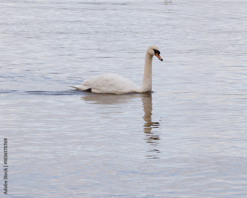 Fototapeta premium swan on the water