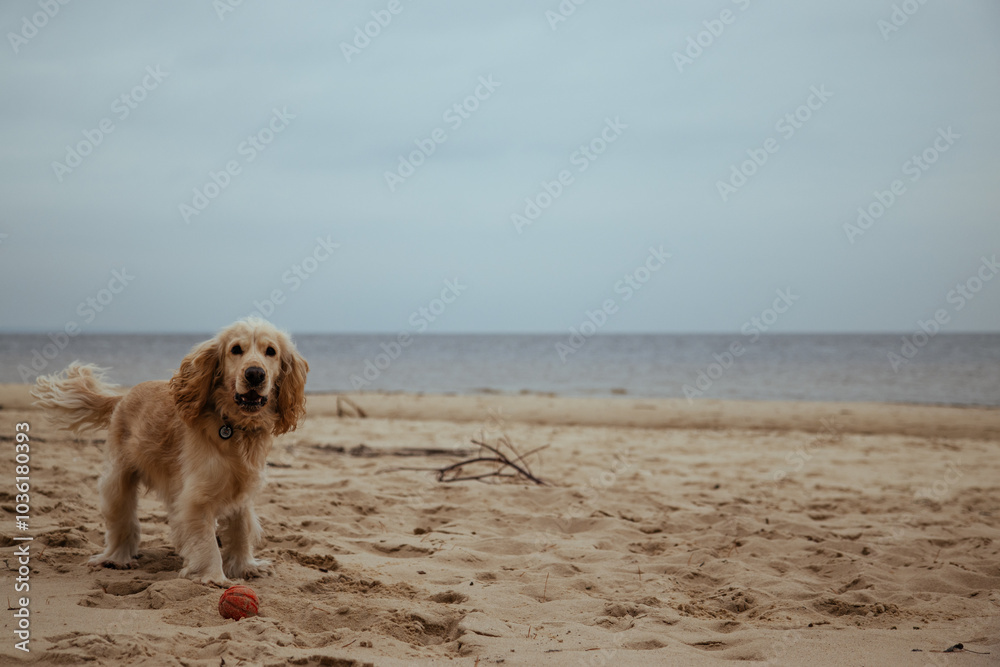 A playful Cocker Spaniel poses on the overcast autumn beach, looking at the camera with a curious expression. The muted colors and ocean backdrop create a peaceful seasonal moment. A playful Cocker Spaniel poses on the overcast autumn beach, looking at the camera with a curious expression. The muted colors and ocean backdrop create a peaceful seasonal moment.