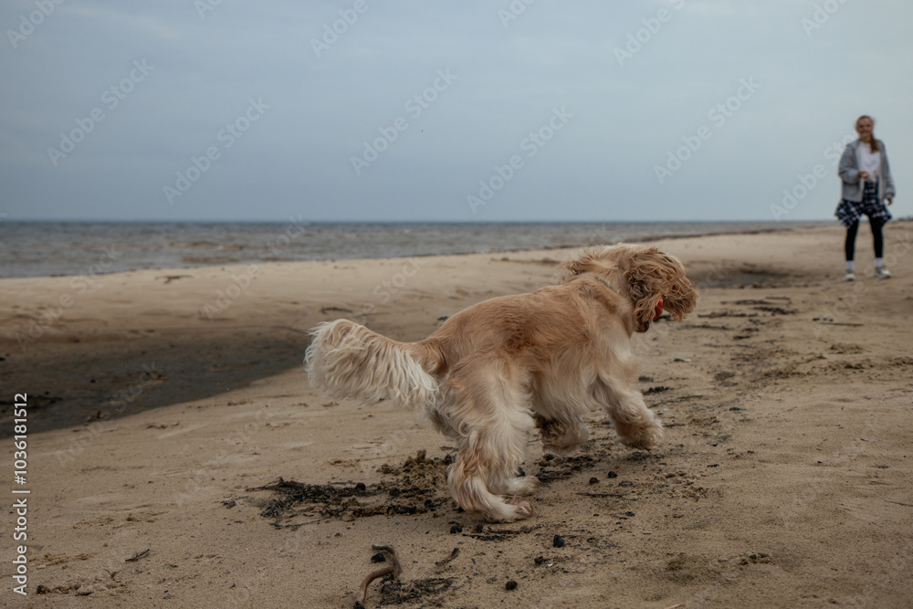 Woman playing fetch with her dog by the shore, enjoying a playful moment. The dog chases the ball through the sand, adding movement and energy to the calm beach atmosphere. Woman playing fetch with her dog by the shore, enjoying a playful moment. The dog chases the ball through the sand, adding movement and energy to the calm beach atmosphere.