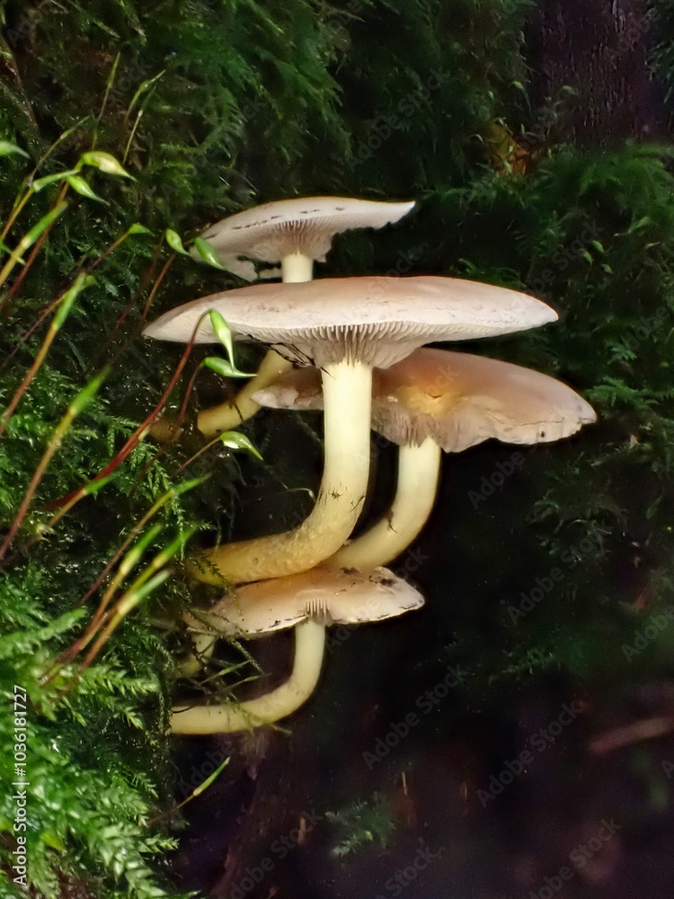 Fototapeta premium Pilz im Wald als Makro mit unscharfem Hintergrund