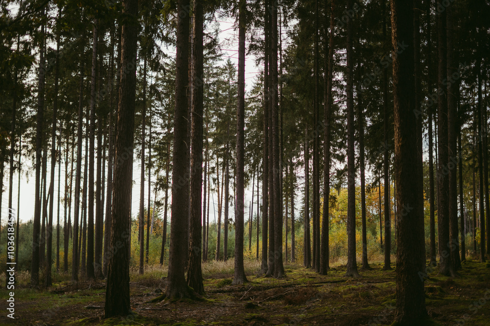 Obraz premium A beautiful yet mysterious forest atmosphere with long trees.