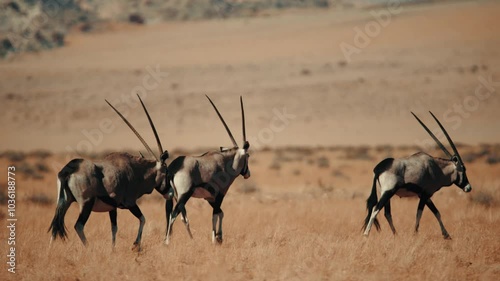 Beautiful african oryx in the wild.
Namibia 