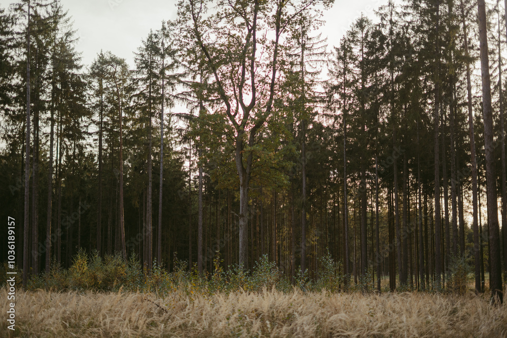 Beautiful autumn scenery deep in the mountain forest with reeds and trees Beautiful autumn scenery deep in the mountain forest with reeds and trees