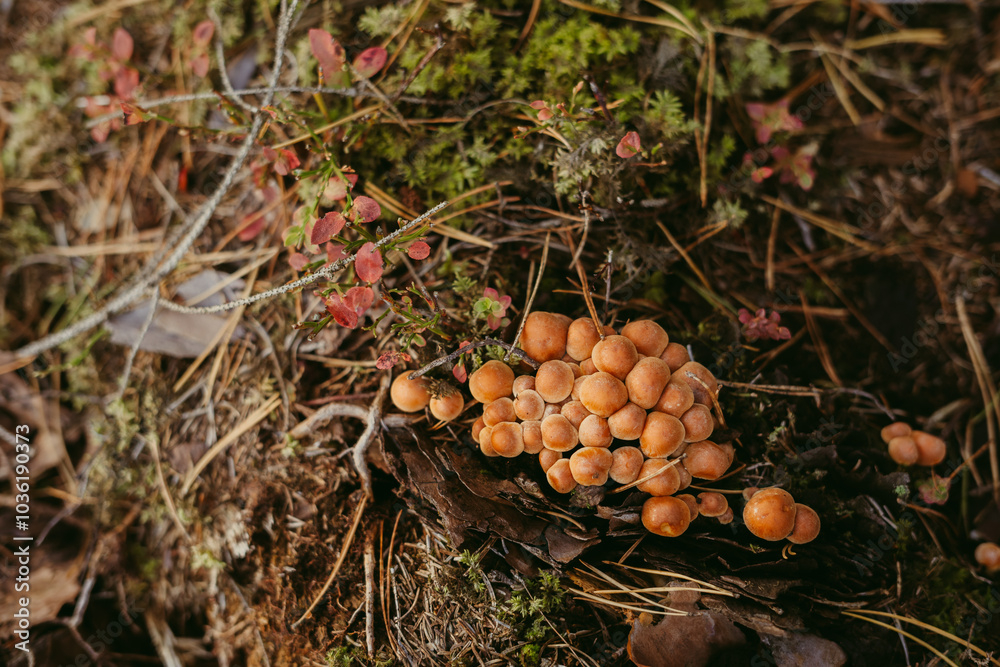 A large group of mushrooms in orange and brown tones next to a tree nest A large group of mushrooms in orange and brown tones next to a tree nest