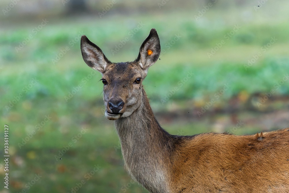Red deer at Ekolsund Castle Sweden Red deer at Ekolsund Castle Sweden