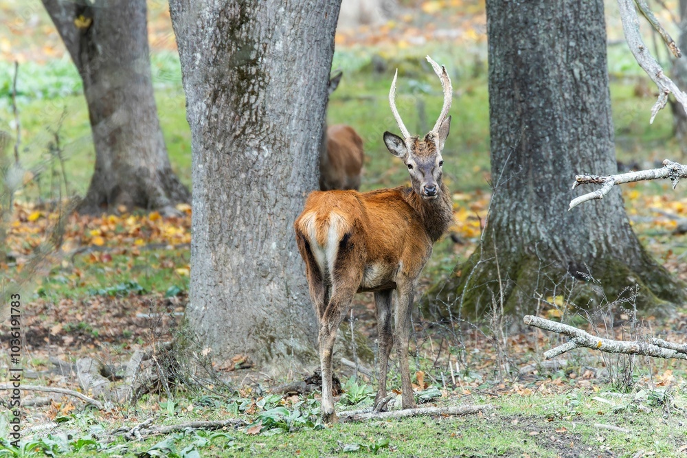 Red deer at Ekolsund Castle Sweden Red deer at Ekolsund Castle Sweden