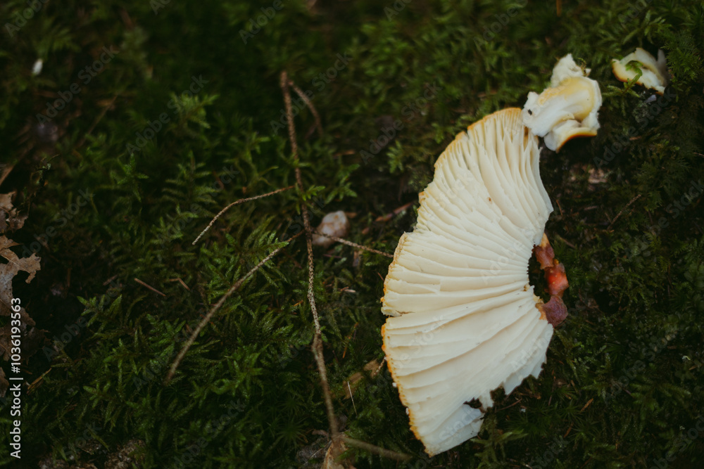 Cut white detailed cross section of a mushroom found in the forest