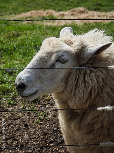 sheep on a farm