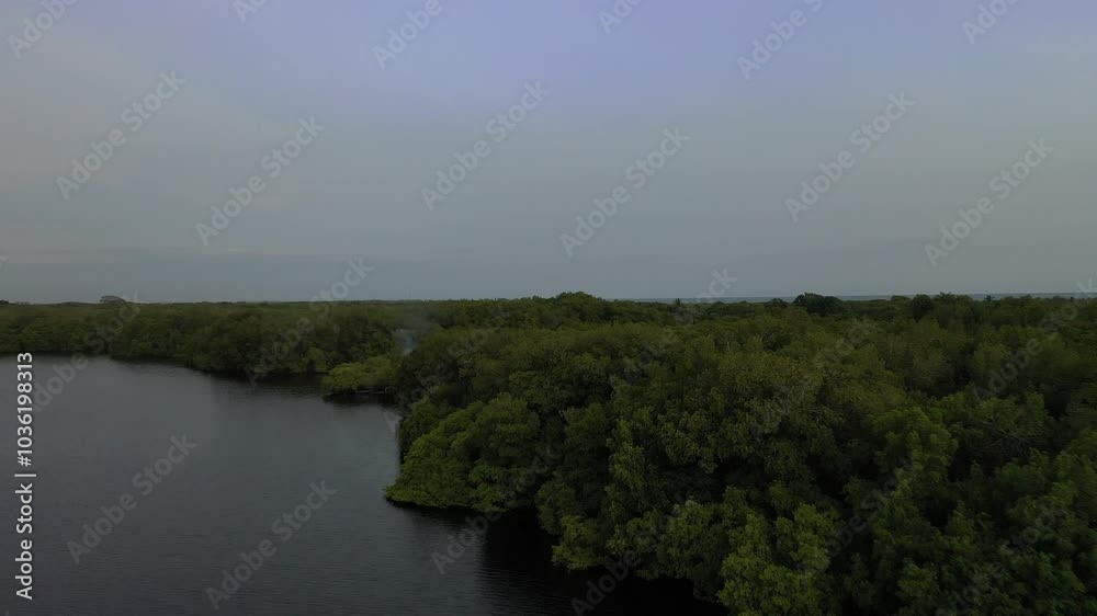 Flight Over Mangroves Towards the Sea Flight Over Mangroves Towards the Sea