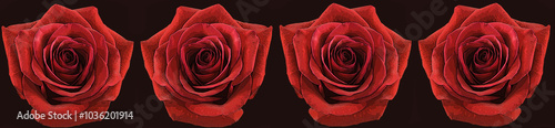 Posturized row of beautiful red roses on a black background
