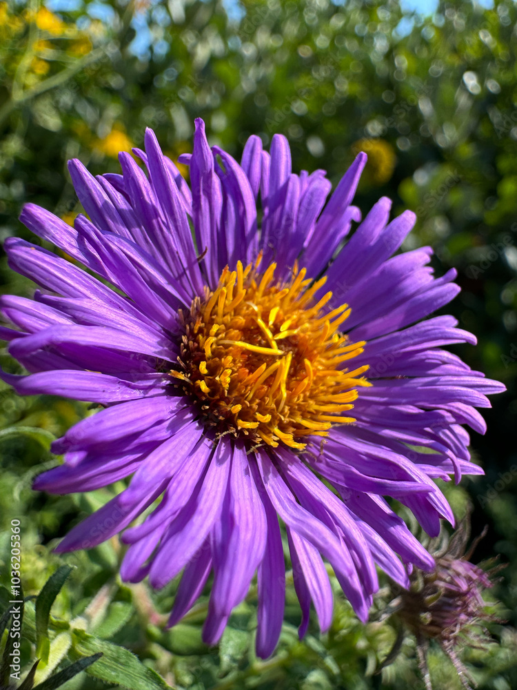 New England Aster New England Aster