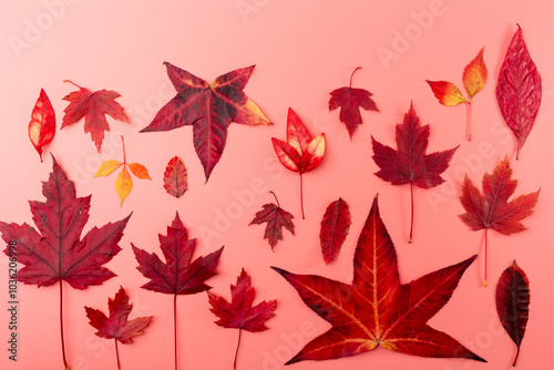 a pink background filled with various autumn leaves in red, differ in shape and size, a real seasonal vibe, perfect for any autumn inspired design, invitation, or background, photo