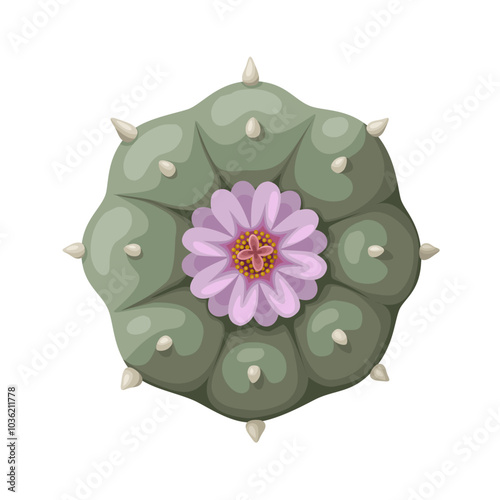 llustration of Lophophora williamsii or peyote cactus, isolated on white background.
