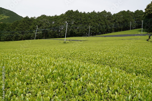 川添茶畑