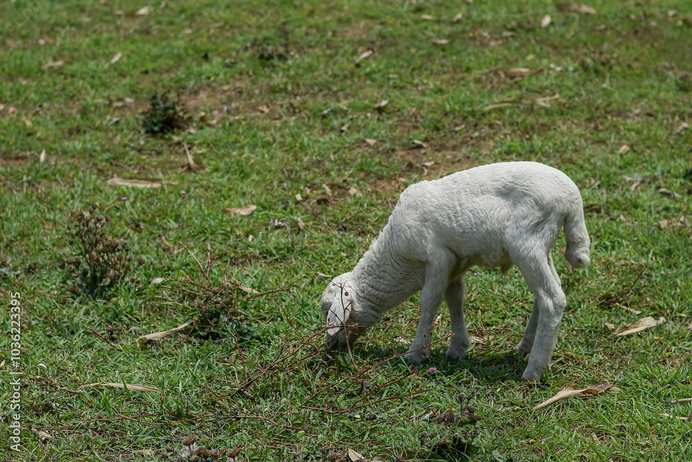 Small white goat, Kid goat eating grass