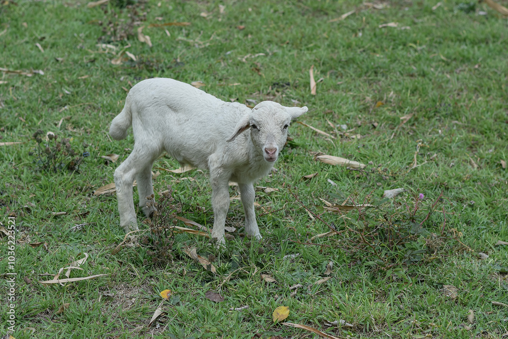 Obraz premium Small white goat, Kid goat eating grass