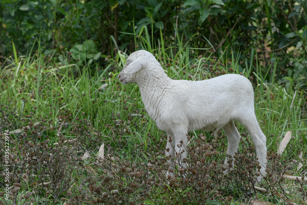 Small white goat, Kid goat eating grass Small white goat, Kid goat eating grass