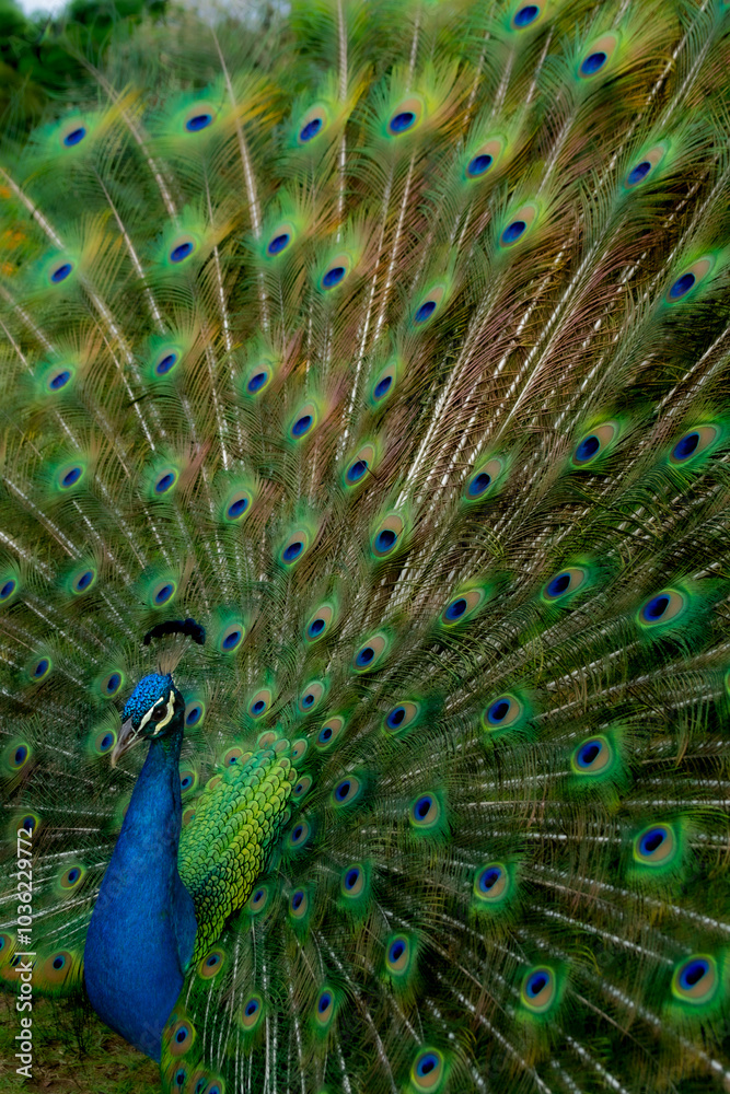 Obraz premium Pavão misterioso com os seus tons coloridos