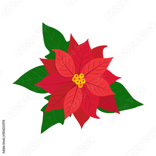 Red poinsettia flower with green leaves as Christmas plant decoration isolated on white background.