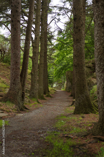 path in the woods