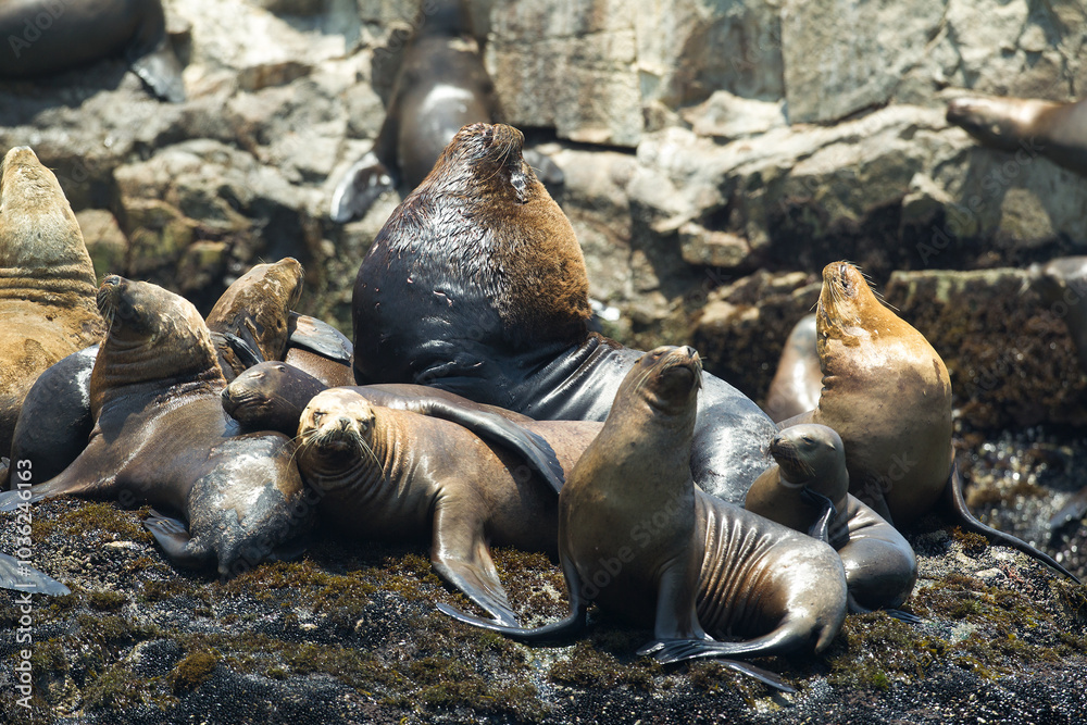 Fototapeta premium Playful moments with the locals at the Palomino Islands- Callao Peru. Nothing like watching these sea lions in their natural paradise