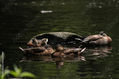 turtles in the water