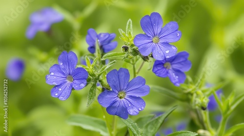 Vibrant Blue Flowers with Dew Drops on Petals