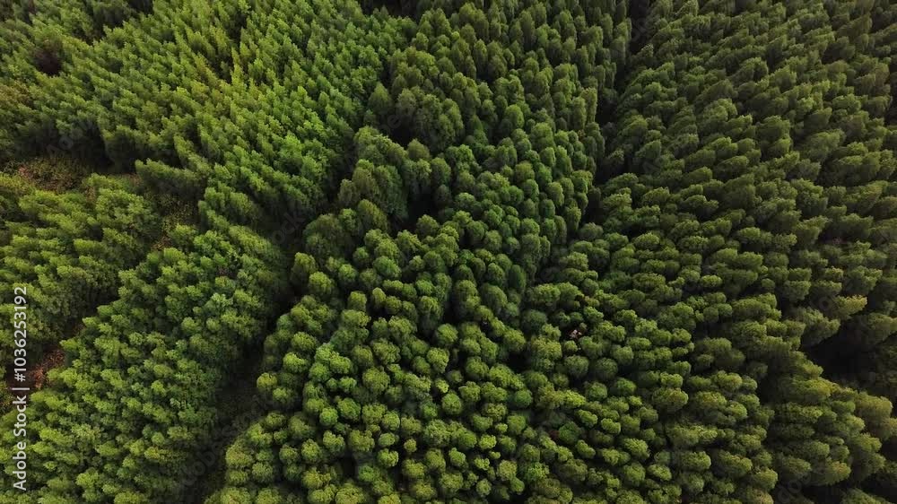 Drone view of the forest in Sete Cidades, Azores, Portugal Drone view of the forest in Sete Cidades, Azores, Portugal