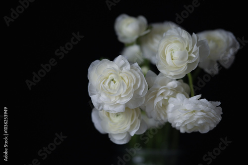 Ranunculus flower