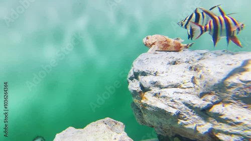 水槽内で泳ぐ熱帯魚の群れ