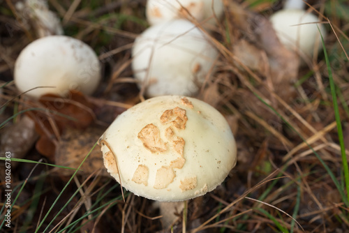 Amanita citrina, false death cap mushroom closeup selective focus photo