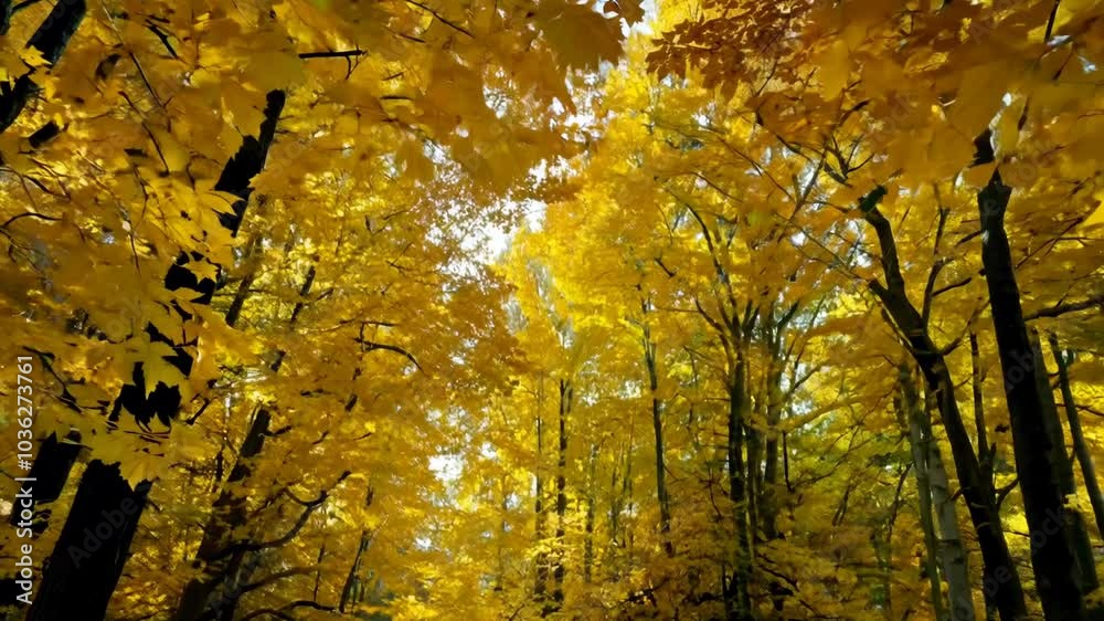 Forest trail with a canopy of bright yellow leaves Video Forest trail with a canopy of bright yellow leaves Video