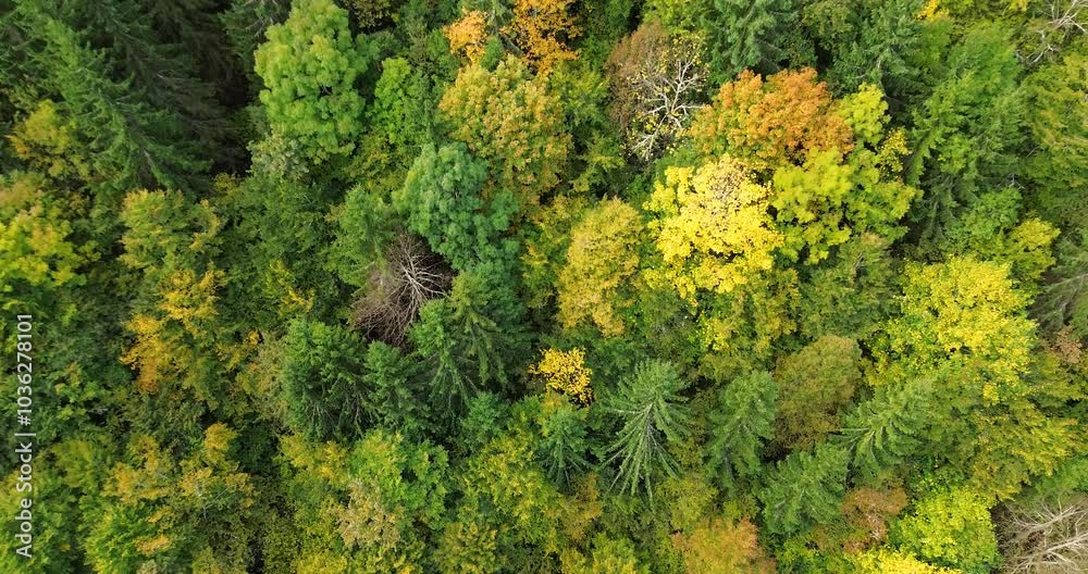 Aerial view as the camera approaches the trees, highlighting the intricate details of the bark and vibrant autumn leaves 4K stock video Aerial view as the camera approaches the trees, highlighting the intricate details of the bark and vibrant autumn leaves 4K stock video
