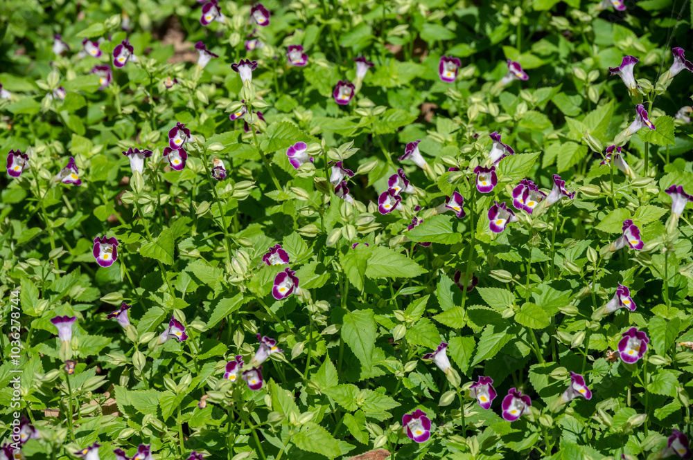 Torenia flowers (or wishbone flower) growing in the garden. Torenia flowers are edible and make beautiful garnishes that offer a pleasant, gentle scent. Torenia flowers (or wishbone flower) growing in the garden. Torenia flowers are edible and make beautiful garnishes that offer a pleasant, gentle scent.