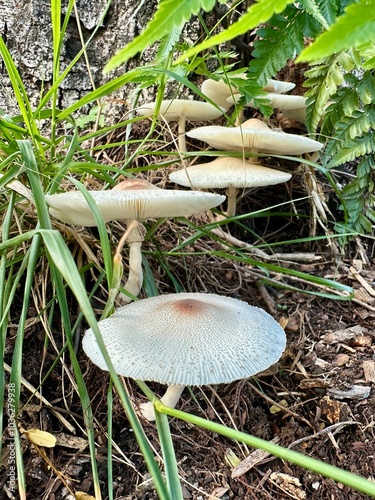 Closeup of multiple white tropical wild mushrooms arranged in a stepped formation, creating a natural staircase-like pattern, with each mushroom aligned in proper order on damp ground