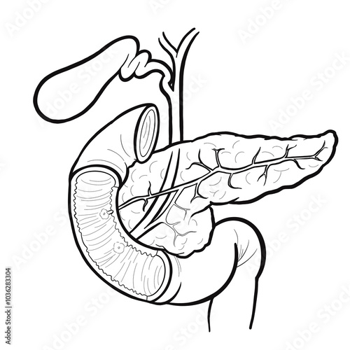 pancreas billary intestine anatomy photo