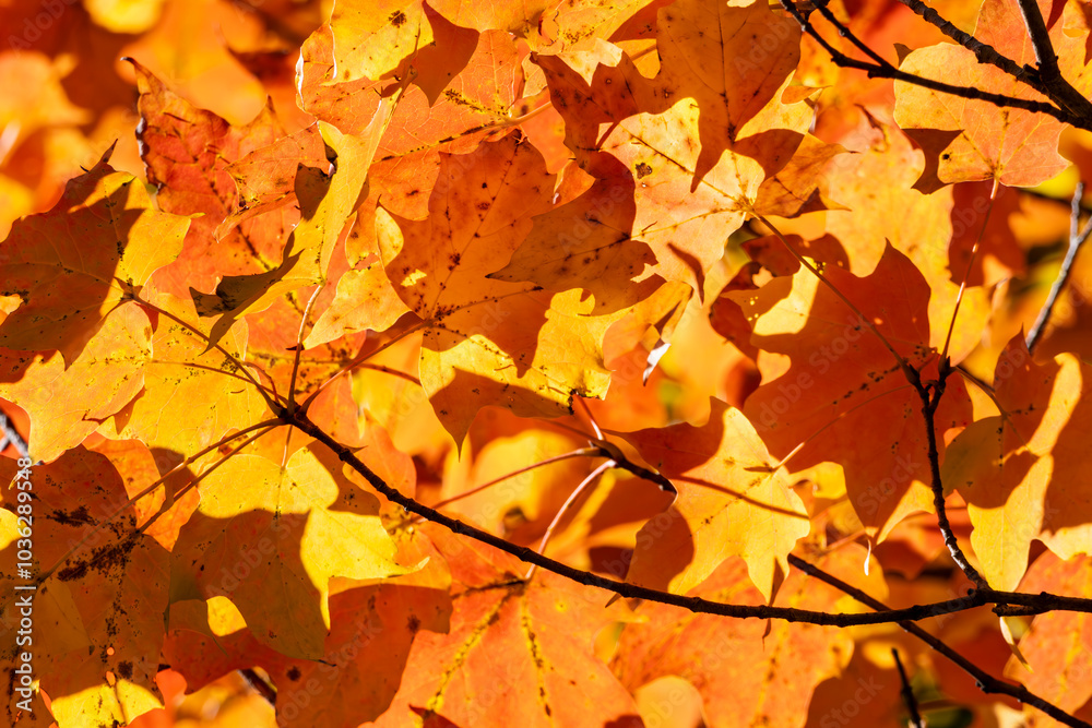 Fototapeta premium Close-up of Bright Yellow and Orange Maple Leaves Back Lit by the Autumn Sun
