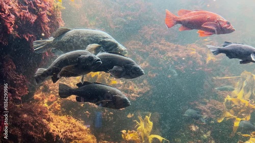 水中を漂う魚の群れと揺らめく海藻