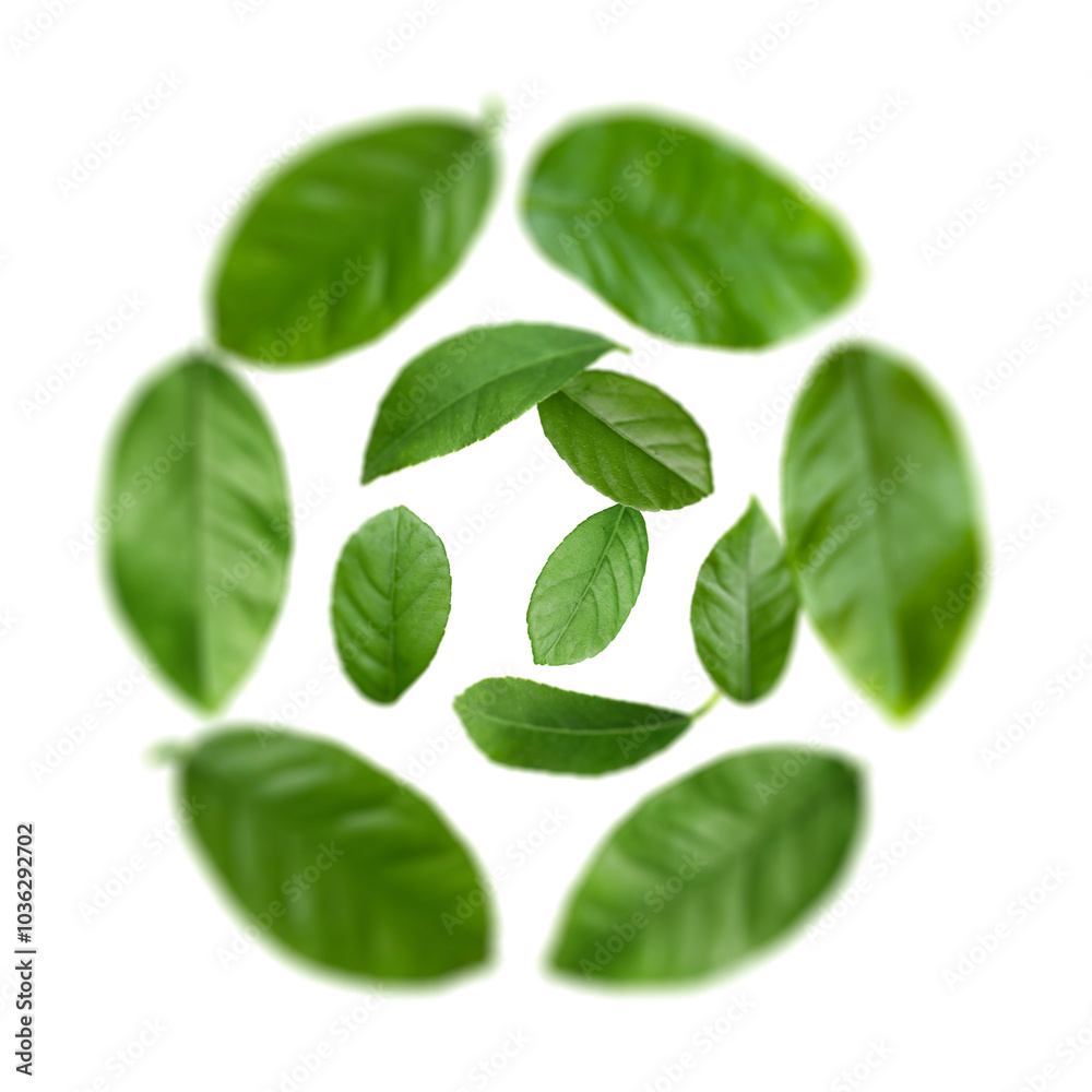 Green leaves swirling in air on white background Green leaves swirling in air on white background