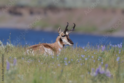 Pronghorn (Antelope)