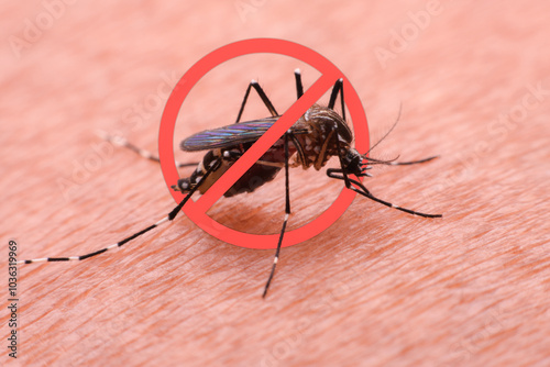 A mosquito that carries dengue fever and Zika virus is sucking blood on a person's skin.
