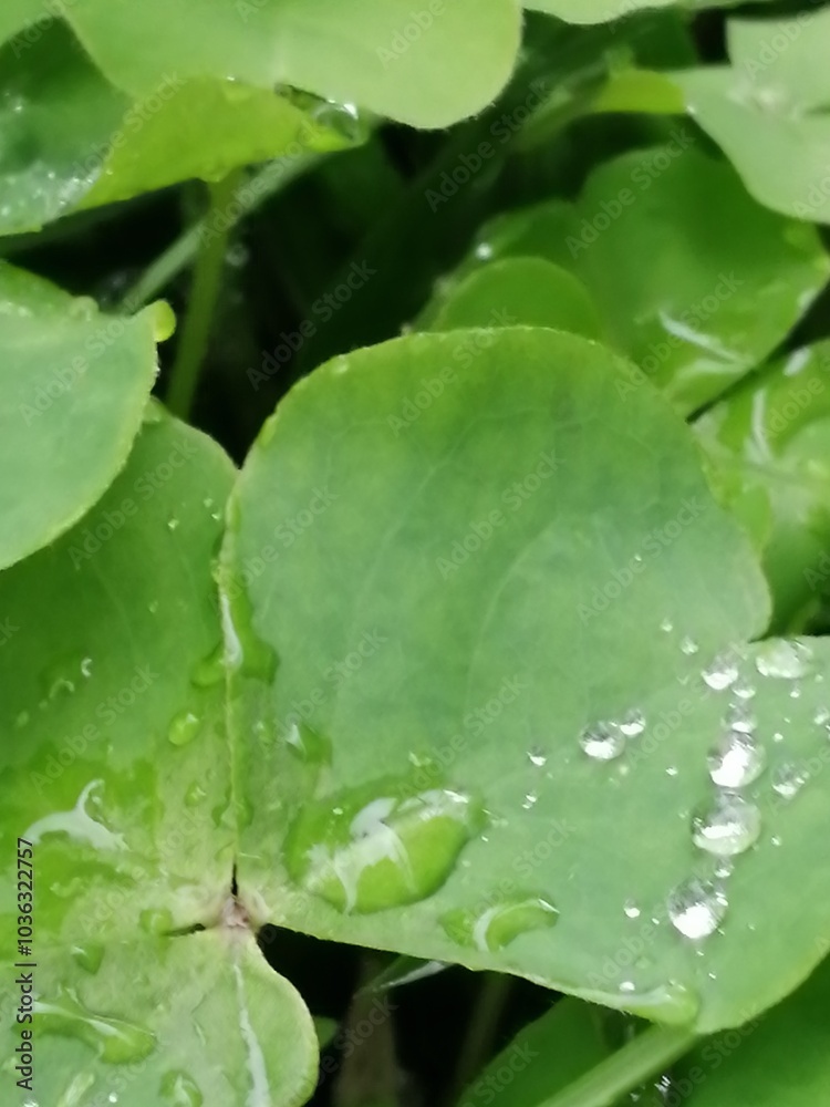 水玉 水玉