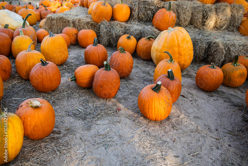 October Pumpkin Patch with Rows of Harvested Orange Pumpkins on Dirt with haybales photo