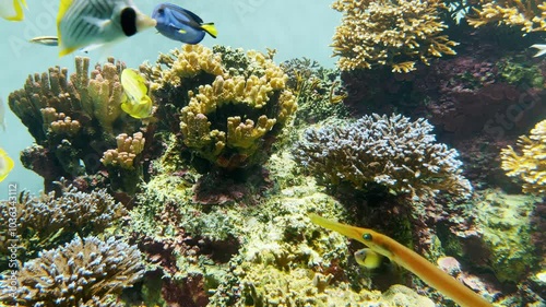 水槽内で泳ぐ熱帯魚の群れとサンゴ礁