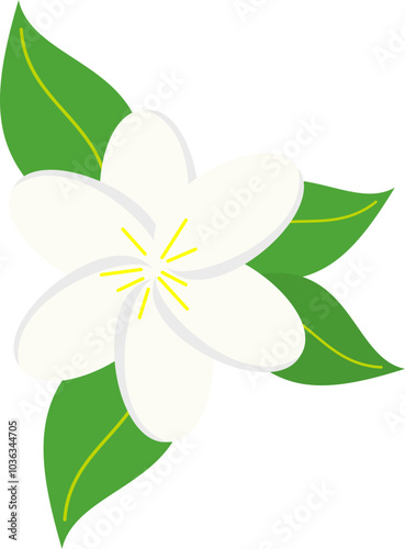 Jasmine Flower Illustration