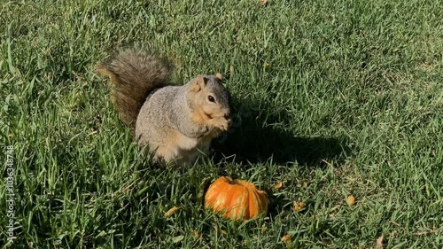 Halloween squirrel eats pumpkin 