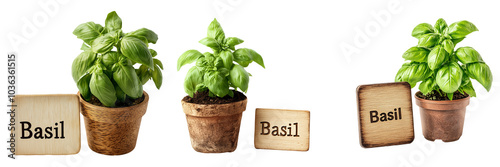 A decorative wooden garden marker with the word "Basil" written on it, placed next to a small potted basil plant, isolated on a transparent background